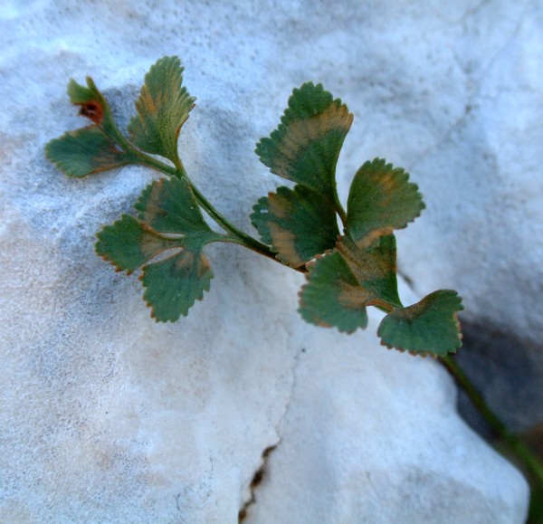 Asplenium ruta-muraria